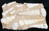 Large Fossil Turritella (Gastropod) From France #8818-1